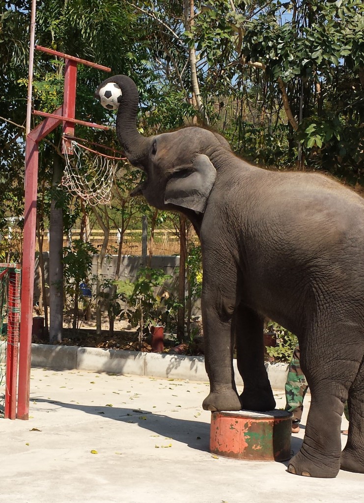 Handberg elefant basket (beskåret)