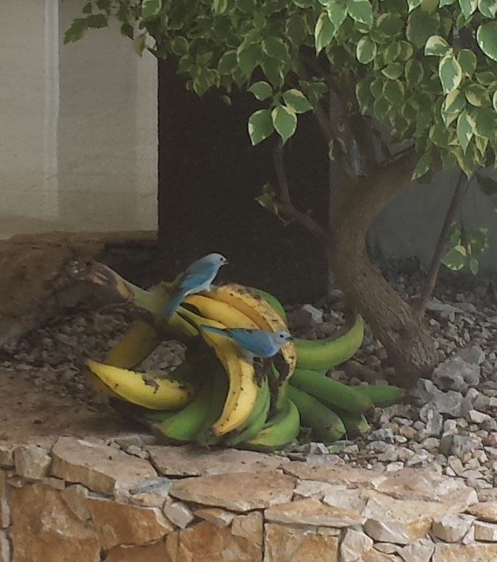 Bla fugle spiser bananer3 (beskaret)