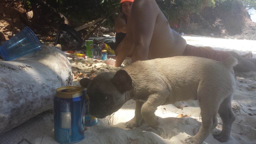 Oe strand hund
