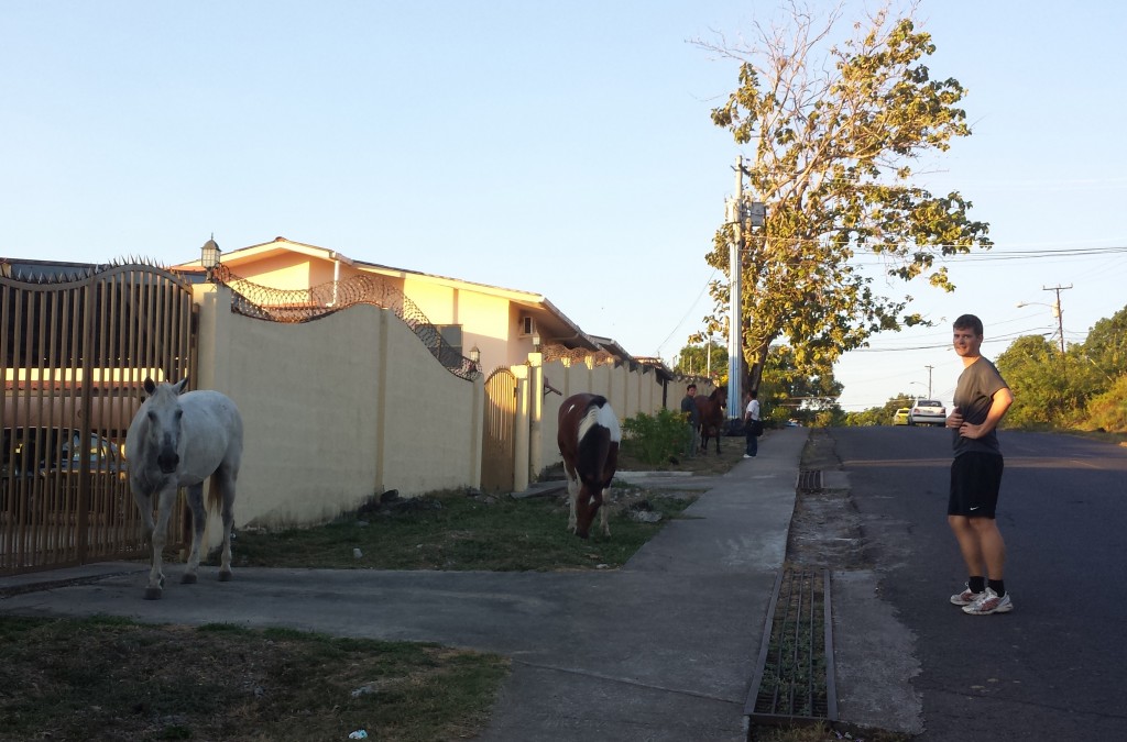 Heste foran Cuesta del Sol (klippet)